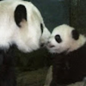 Meet your Posher, Leslie